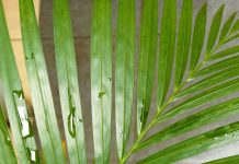 Dari Hosana Menuju Salib