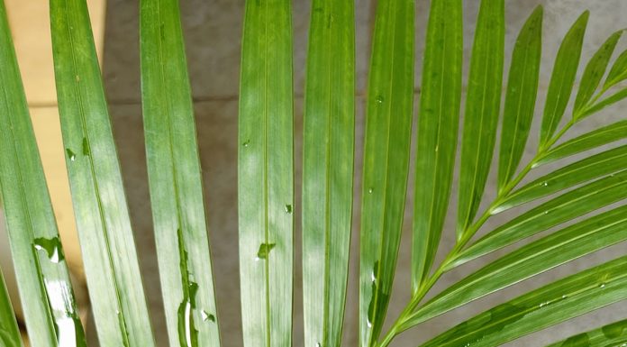 Dari Hosana Menuju Salib