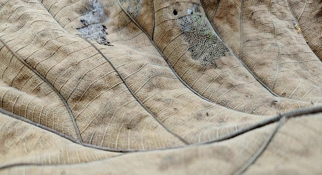 Kesetiaan di Tengah Kelemahan