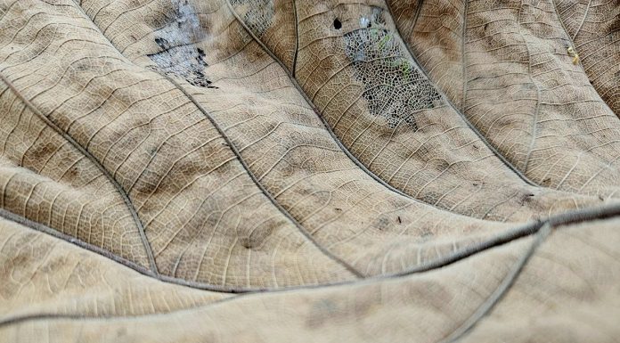 Kesetiaan di Tengah Kelemahan