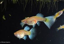 Menjadi Ikan yang Baik