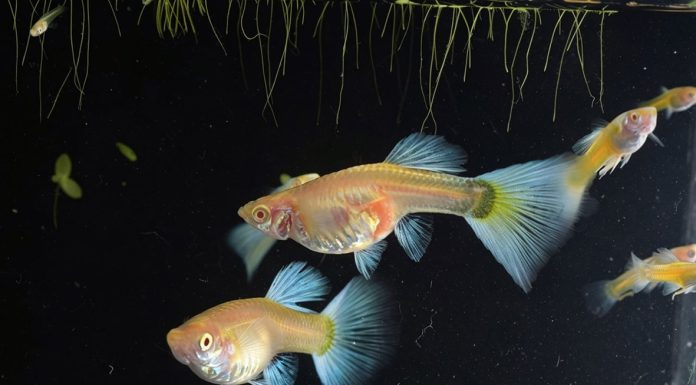 Menjadi Ikan yang Baik