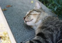 Hukum Kasih